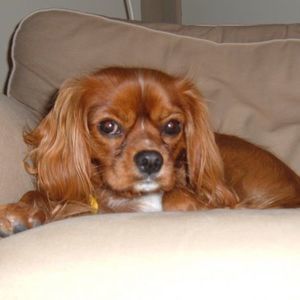 Meet your Posher, Heidi